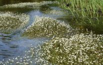 "Кык ва вуджӧм".