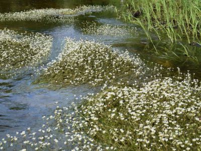 "Кык ва вуджӧм".
